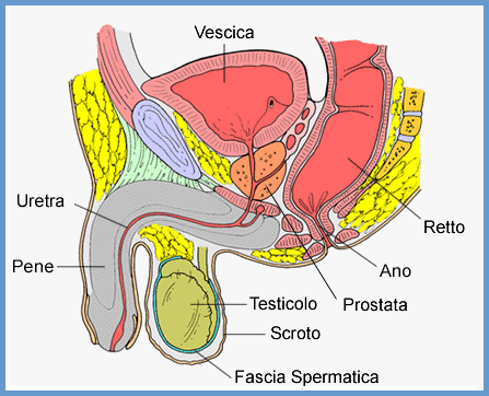 Anatomia della prostata